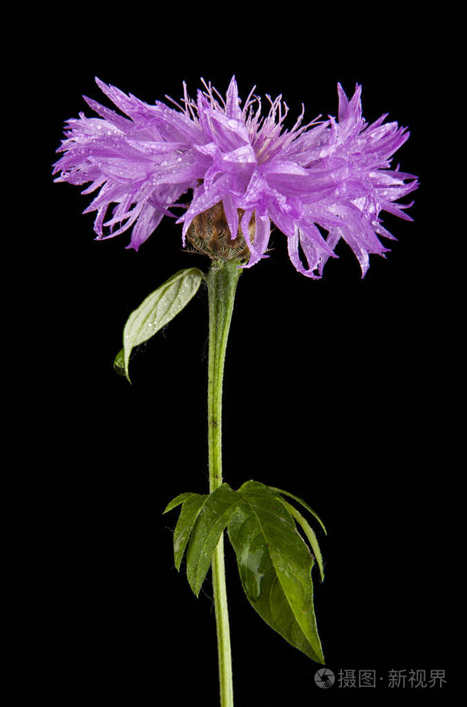 孤立在黑色背景上的花