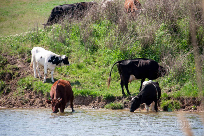 牛来喝水从村子里湖