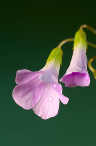 美丽的花朵花瓣图片