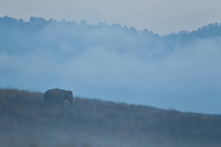 亚洲大象漫步在大自然的栖息地, 在神奇的蓝晨雾中