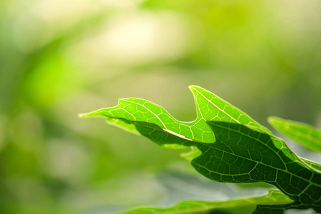 天然绿色的植物背景或壁纸。绿叶在阳光下的夏天花园里的自然观