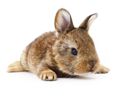 棕色的小兔子图片