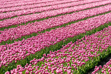 插图用五颜六色的玩具车,心脏,狒狒,郁金香,糖果,球.