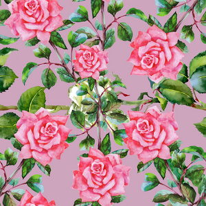 花园里玫瑰盛开的花朵
