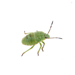 在白色背景上的绿色盾牌 bug