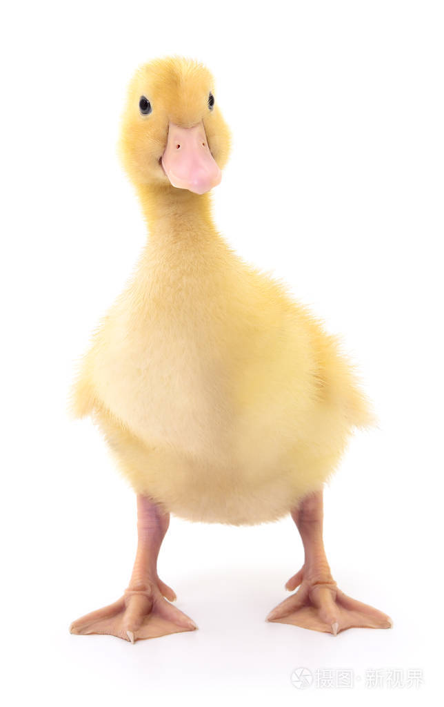 一个黄色的小鸭子照片-正版商用图片0nu8pq-摄图新视界