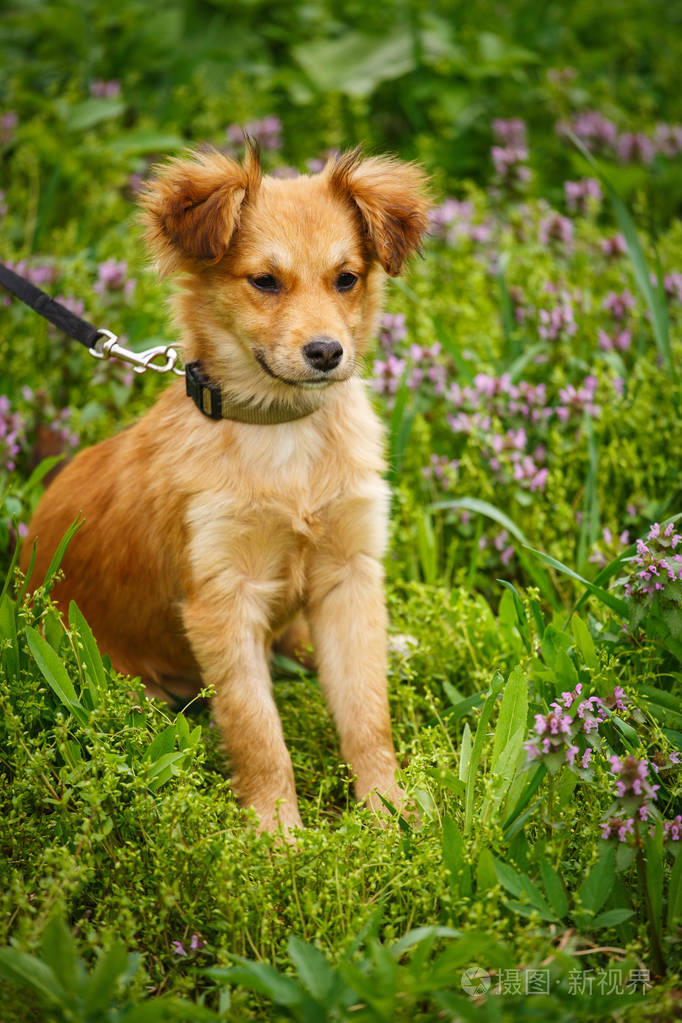 一条快乐的狗在草地和花朵中漫步小狗在野外漫步