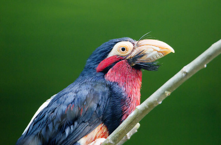 它是一群啄木鸟的鸟族.在嘴的基地强烈被开发的刚毛 (因此名字).