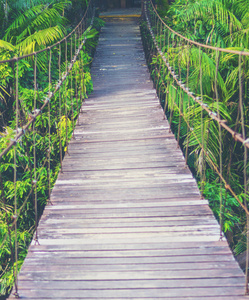 木桥到森林, 自然概念