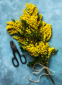 黄色含羞草花束在蓝色背景, 春天的标志