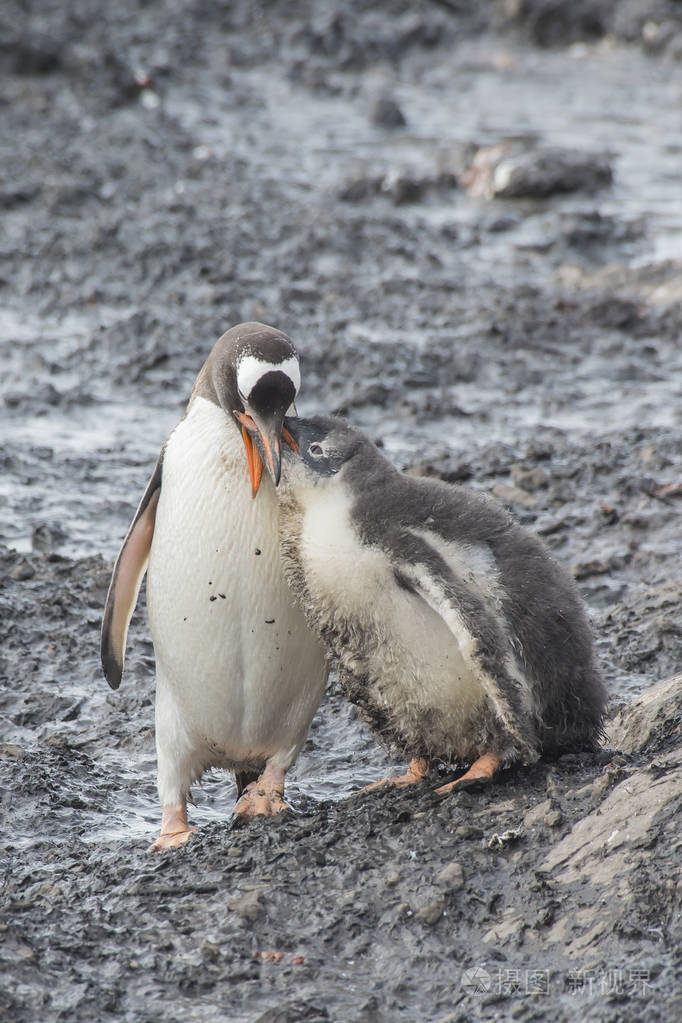 px发票合同问题/海洋动物鲸鱼查看作者其他作品查看更多>南极冰流们