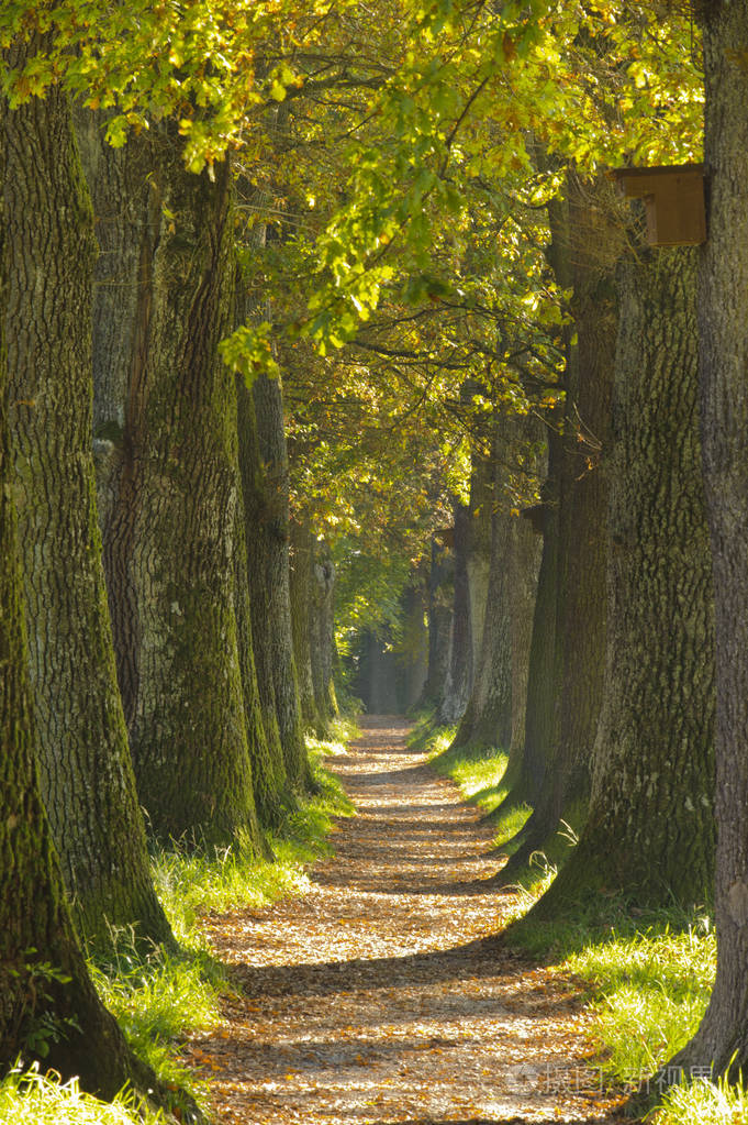 美丽的橡树和小径大道