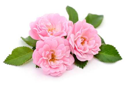 美丽的粉红色玫瑰图片-美丽的粉红色玫瑰素材-美丽的粉红色玫瑰插画