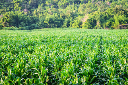 绿色的玉米地图片-绿色的玉米地素材-绿色的玉米地插画-摄图新视界