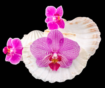 兰花花粉红色 海贝壳 孤立 剪影 布加勒斯特蝴蝶兰照片 正版商用图片0nujw3 摄图新视界