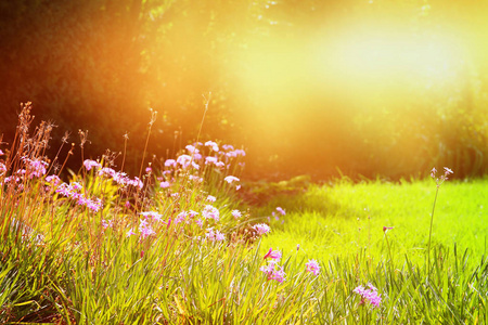 梦幻般的春天野花照片