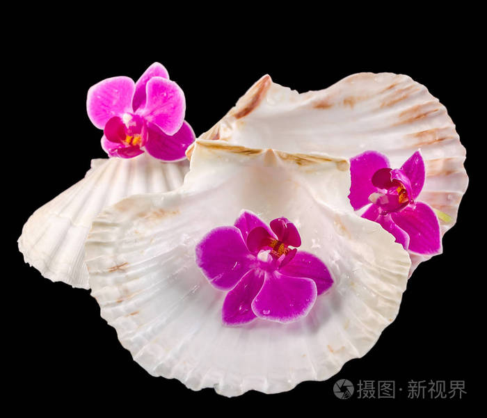 兰花花粉红色 海贝壳 孤立 剪影 布加勒斯特蝴蝶兰照片 正版商用图片0nujw3 摄图新视界