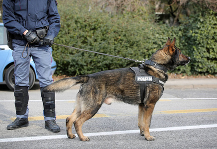 德国牧羊犬警犬巡逻城市街道时