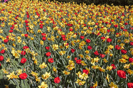 春天的黄水仙和红色郁金香的美丽开花