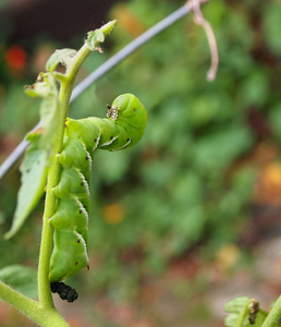 园林中的破坏性番茄天蛾幼虫照片