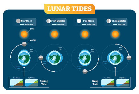 月球和太阳潮汐矢量图解图海报。春季和潮