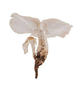 孤立在白色背景上的白蚁蘑菇图片