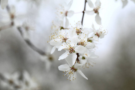 紫叶李的花朵