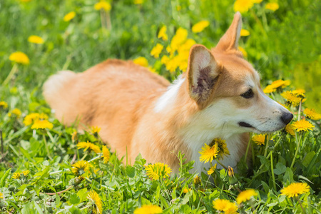 在绿色的草地休息的威尔士科基犬