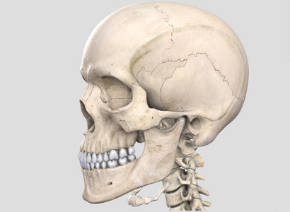 人类头骨, 3d 插图