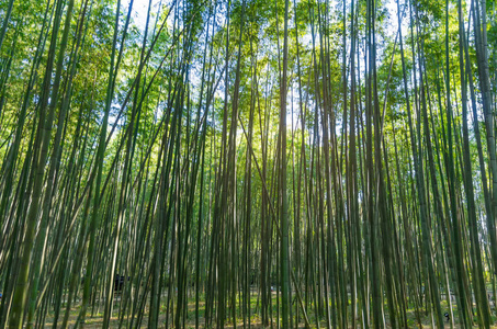 岚山关西京都日本山水地标自然旅游理念下的竹林软聚焦图像