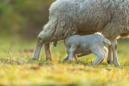 羊在草地上图片