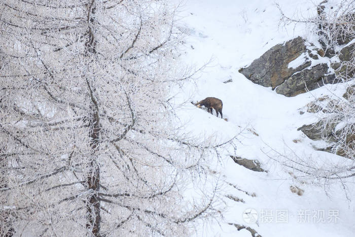 羚羊 Rupicapra Rupicapra 在雪风暴在 Ceresole Reale, 在大天堂国家公园