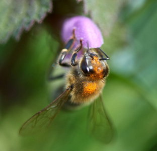 模糊背景下蜜蜂授粉小紫花的宏观特写