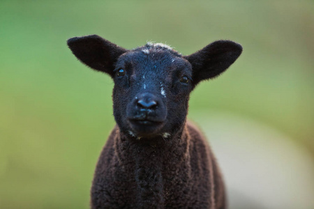 小黑羊羔画像在牧场, 清晨在春天