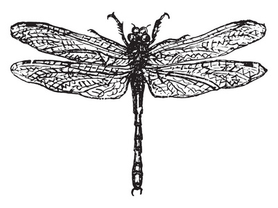 蓑或蜻蜓老式雕刻。