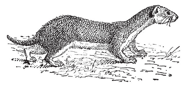 白色黄鼠狼图片