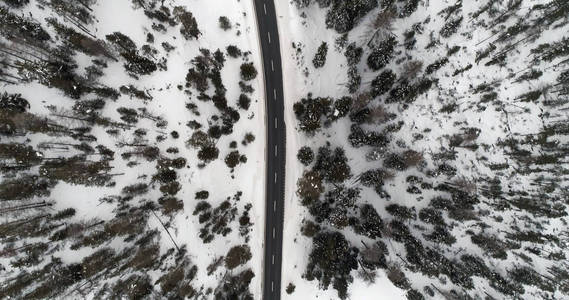 森林和沥青道路