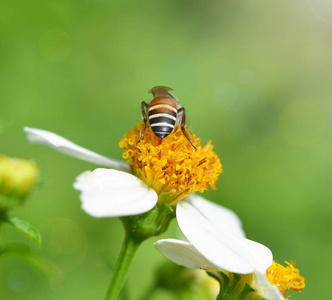 abeilles  une fleur
