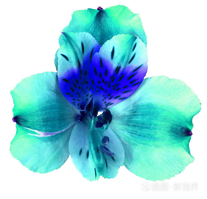 花园青色兰花在白色背景下分离.特写.宏.设计元素