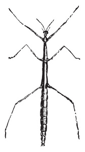 粘昆虫或幻影昆虫老式雕刻。