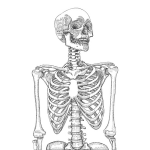 胸腔笼由骨骼和软骨组成, 它由12对肋骨与他们的肋软骨和胸骨组成.