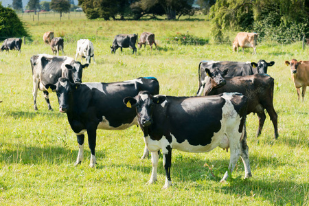 新西兰牛奶图片