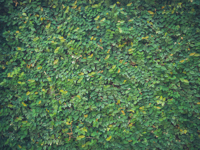 墙上绿叶的质地