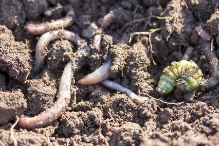 绿色的蚯蚓图片