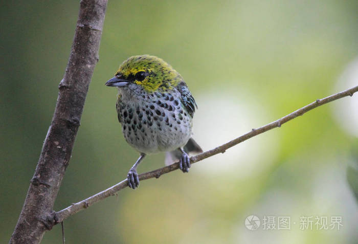 在丛林中栖息在树枝上的斑点山雀鸟委内瑞拉