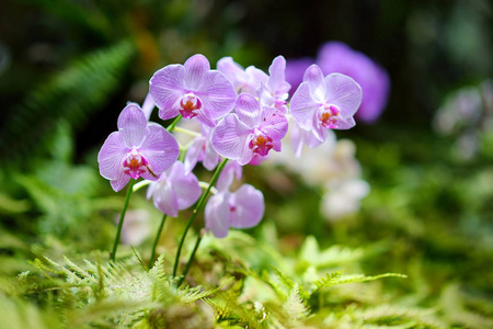 美丽的兰花在热带植物园