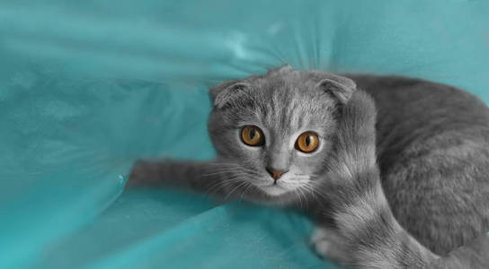 猫坐在塑料袋里