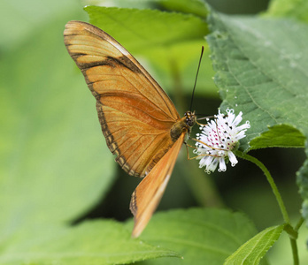 朱莉娅赫利奥尼亚dryas iulia