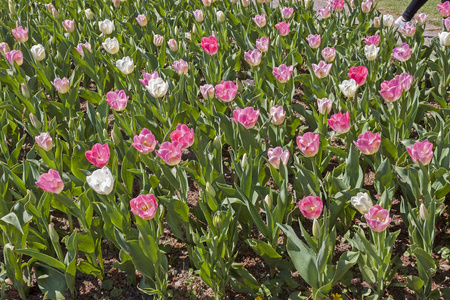 春季郁金香花背景