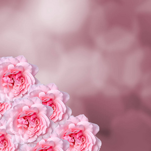 粉色玫瑰特写，粉红色的散景明亮的背景